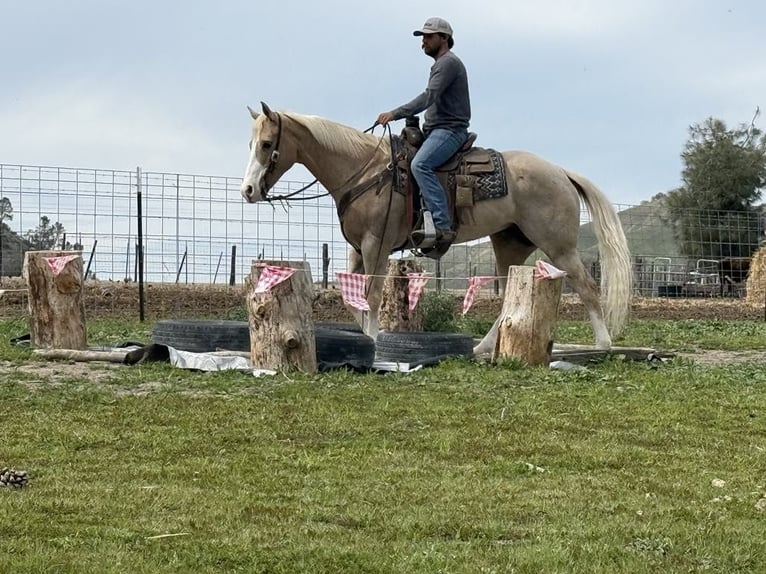 American Quarter Horse Mare 12 years 15 hh Palomino in Paicines CA