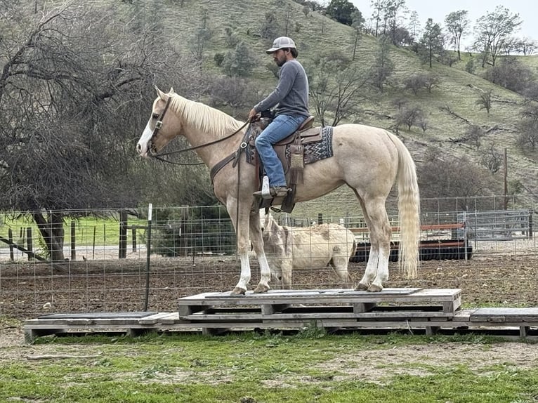 American Quarter Horse Mare 12 years 15 hh Palomino in Paicines CA