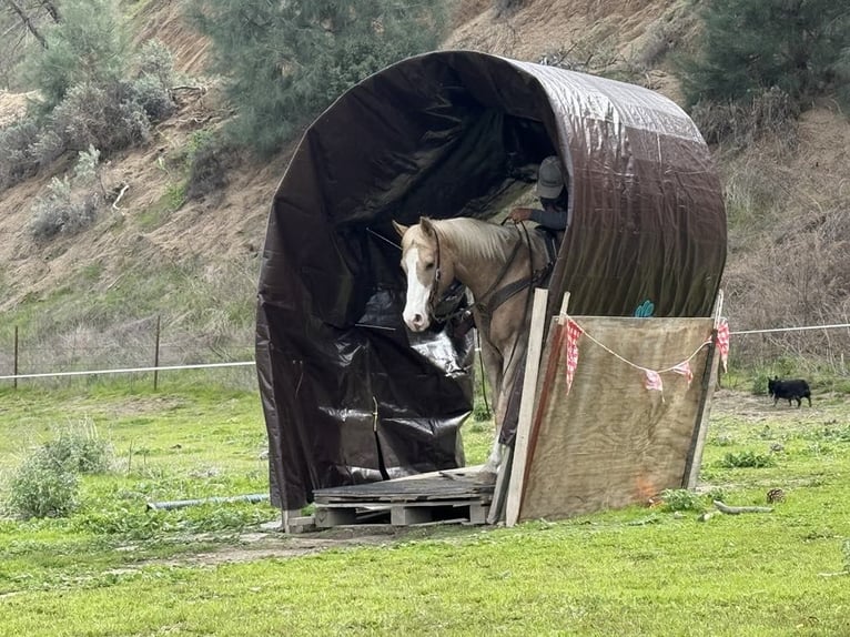 American Quarter Horse Mare 12 years 15 hh Palomino in Paicines CA