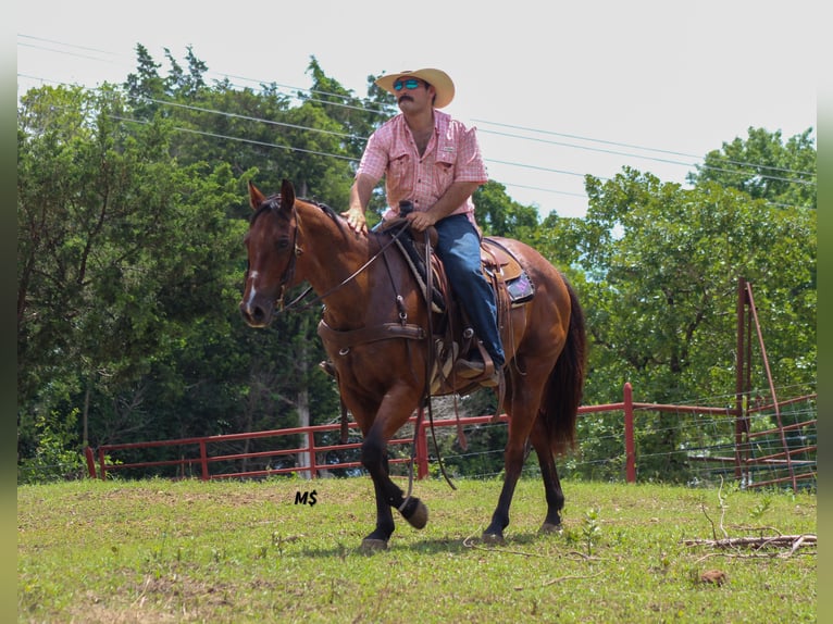 American Quarter Horse Mare 12 years 15 hh Roan-Bay in Whitesboro
