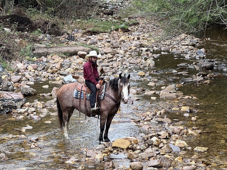 American Quarter Horse Mix Mare 12 years 15 hh Roan-Red in Allenwood, PA