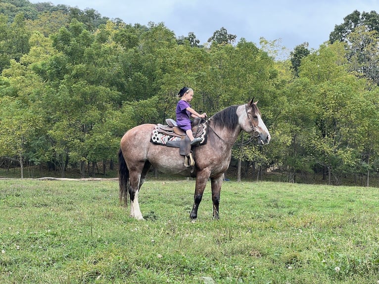 American Quarter Horse Mix Mare 12 years 15 hh Roan-Red in Allenwood, PA