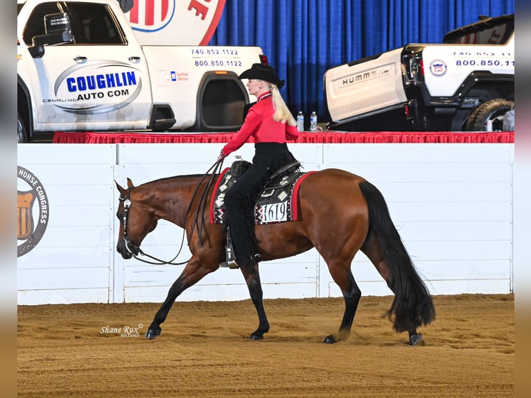 American Quarter Horse Mare 12 years 15,1 hh Bay in Manvel, ND