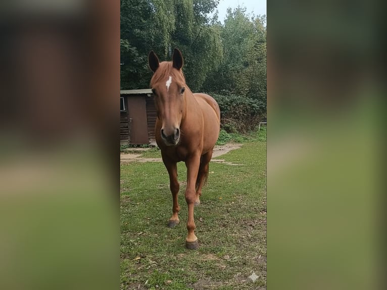 American Quarter Horse Mare 12 years 15,1 hh Chestnut-Red in Saarbrücken American Quarter Horse Mare 12 years 15,1 hh Chestnut-Red in Saarbrücken