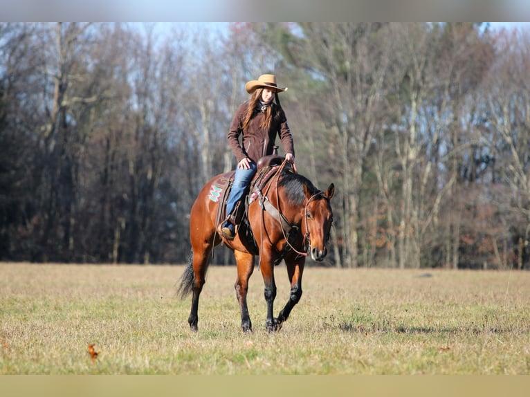 American Quarter Horse Mare 12 years 15,2 hh Bay in Clarion