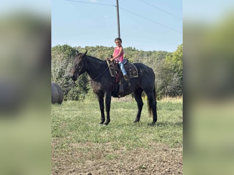 American Quarter Horse Mare 12 years 15,2 hh Roan-Bay in Spickard