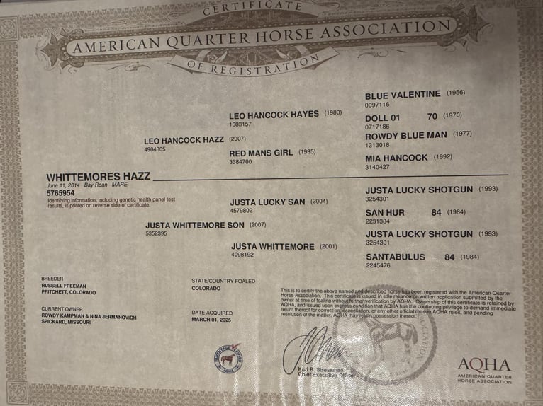 American Quarter Horse Mare 12 years 15,2 hh Roan-Bay in Spickard