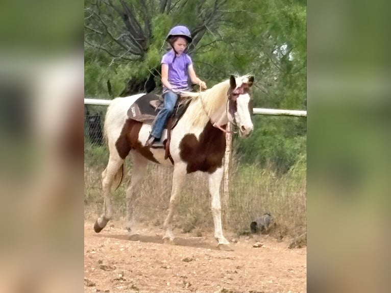 American Quarter Horse Mare 12 years 15,2 hh Tobiano-all-colors in Weatherford TX