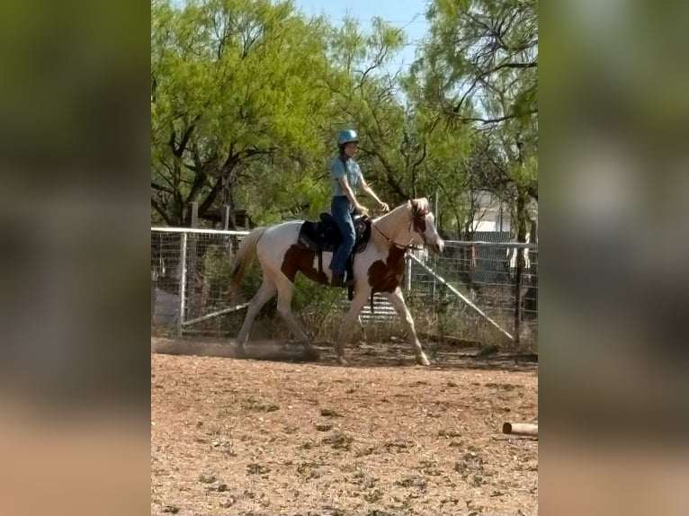 American Quarter Horse Mare 12 years 15,2 hh Tobiano-all-colors in Weatherford TX