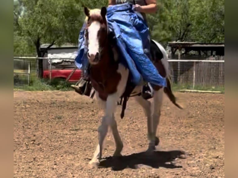 American Quarter Horse Mare 12 years 15,2 hh Tobiano-all-colors in Weatherford TX