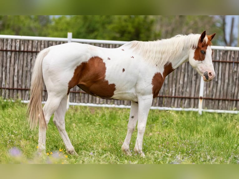 American Quarter Horse Mare 12 years 15,2 hh Tobiano-all-colors in Weatherford TX