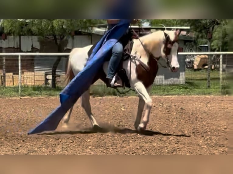 American Quarter Horse Mare 12 years 15,2 hh Tobiano-all-colors in Weatherford TX