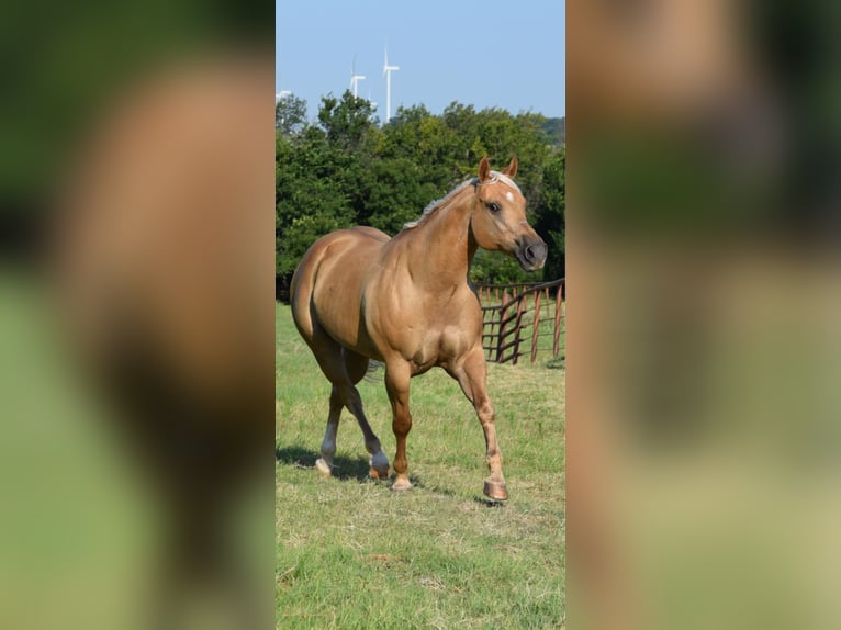 American Quarter Horse Mare 12 years 15,3 hh Palomino in Crescent