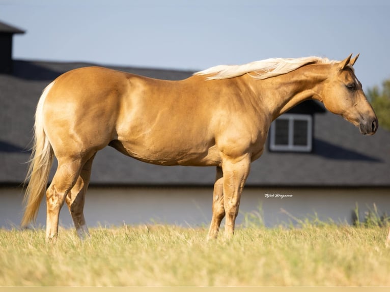 American Quarter Horse Mare 12 years 15,3 hh Palomino in Crescent