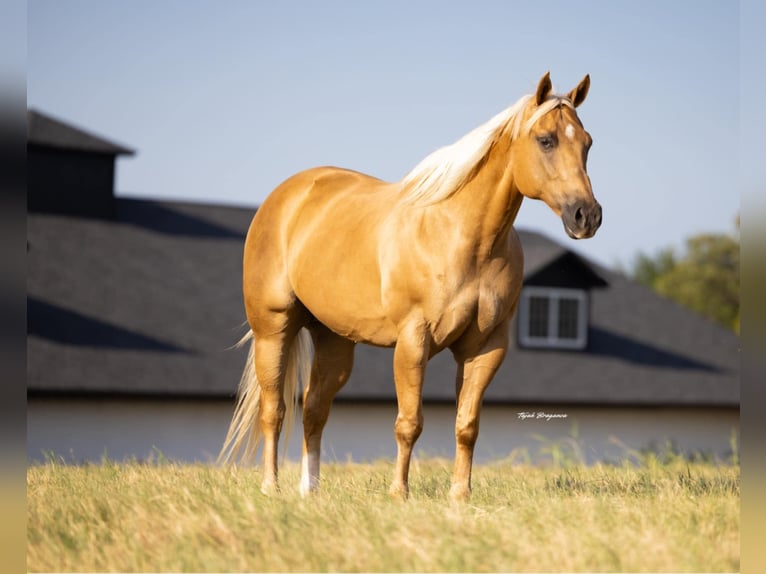 American Quarter Horse Mare 12 years 15,3 hh Palomino in Crescent