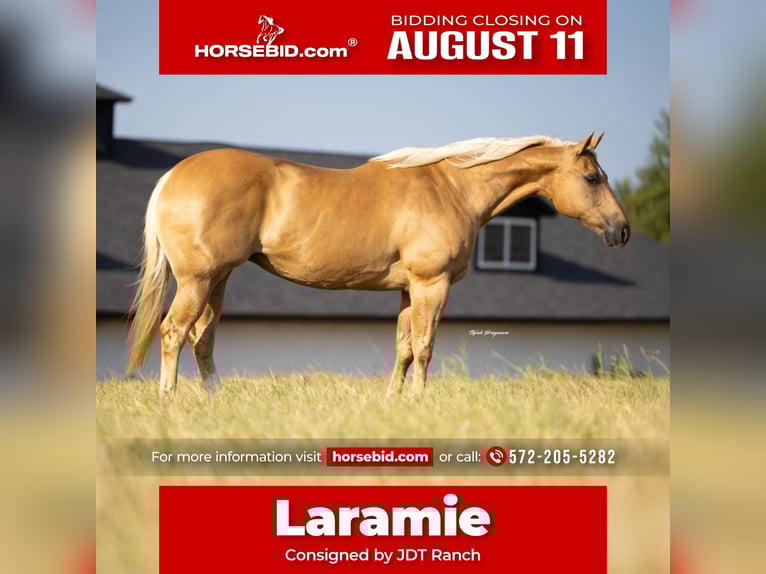American Quarter Horse Mare 12 years 15,3 hh Palomino in Crescent