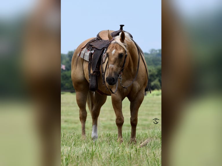 American Quarter Horse Mare 12 years 15,3 hh Palomino in Crescent