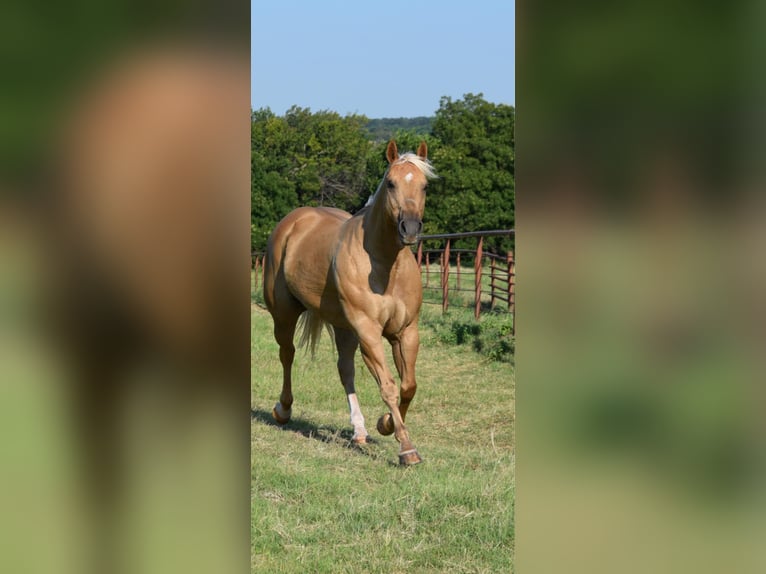American Quarter Horse Mare 12 years 15,3 hh Palomino in Crescent