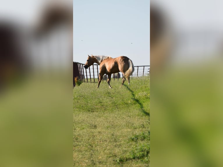 American Quarter Horse Mare 12 years 15,3 hh Palomino in Crescent