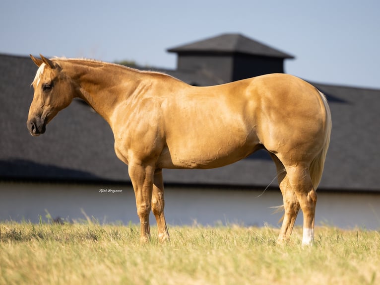 American Quarter Horse Mare 12 years 16,1 hh Palomino in Crescent