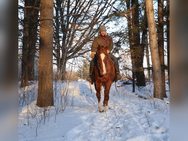 American Quarter Horse Mix Mare 12 years 17.1 hh Chestnut in Howell