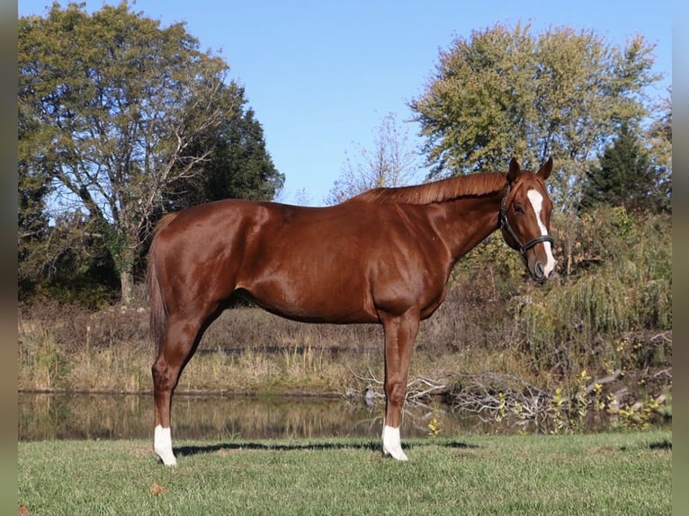 American Quarter Horse Mix Mare 12 years 17.1 hh Chestnut in Howell