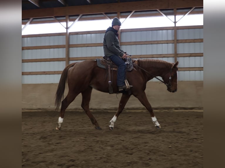 American Quarter Horse Mix Mare 12 years 17,1 hh Chestnut in Howell