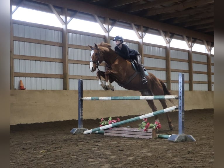 American Quarter Horse Mix Mare 12 years 17,1 hh Chestnut in Howell