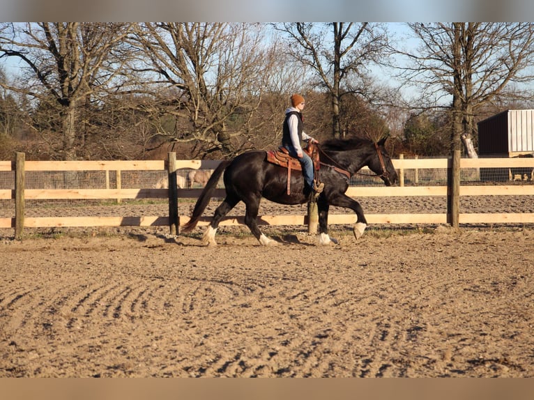 American Quarter Horse Mare 12 years Black in Howell, mi