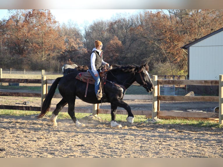 American Quarter Horse Mare 12 years Black in Howell, mi