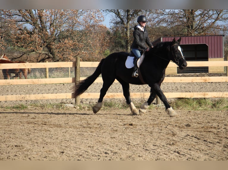 American Quarter Horse Mare 12 years Black in Howell, mi