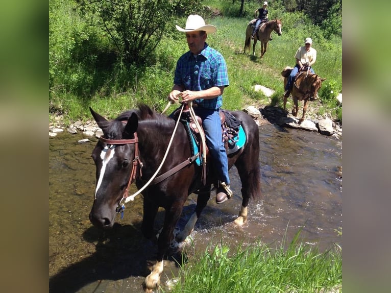 American Quarter Horse Mare 12 years Black in Howell, mi