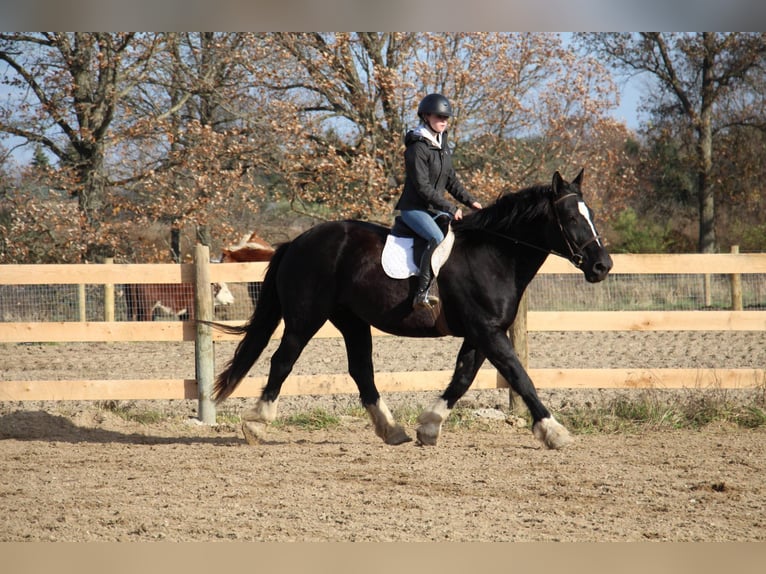 American Quarter Horse Mare 12 years Black in Howell, mi