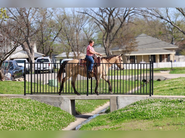 American Quarter Horse Mare 12 years Buckskin in Forney