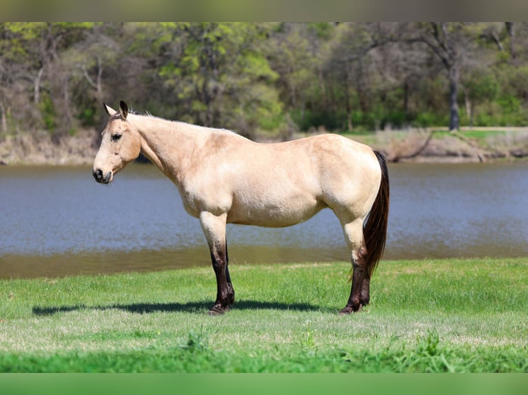 American Quarter Horse Mare 12 years Buckskin in Forney