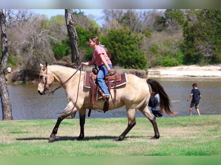 American Quarter Horse Mare 12 years Buckskin in Forney