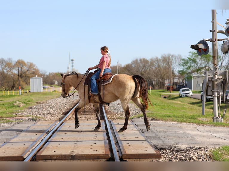 American Quarter Horse Mare 12 years Buckskin in Forney