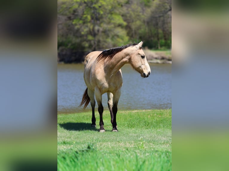American Quarter Horse Mare 12 years Buckskin in Forney