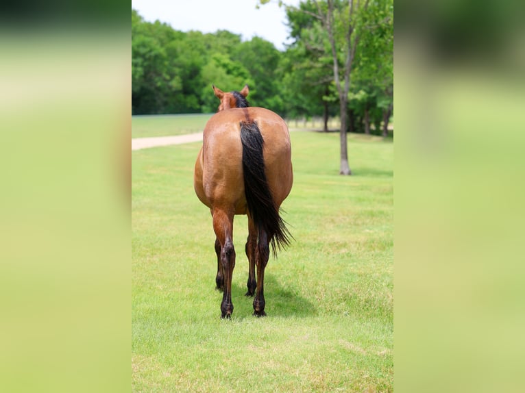 American Quarter Horse Mare 12 years Dun in Forney
