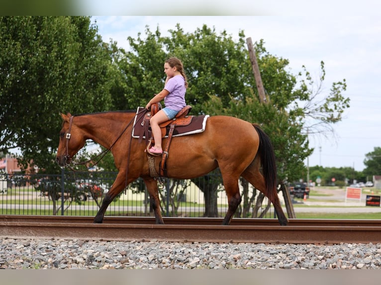 American Quarter Horse Mare 12 years Dun in Forney