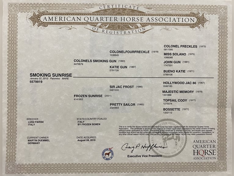 American Quarter Horse Mare 12 years Palomino in Sinsheim