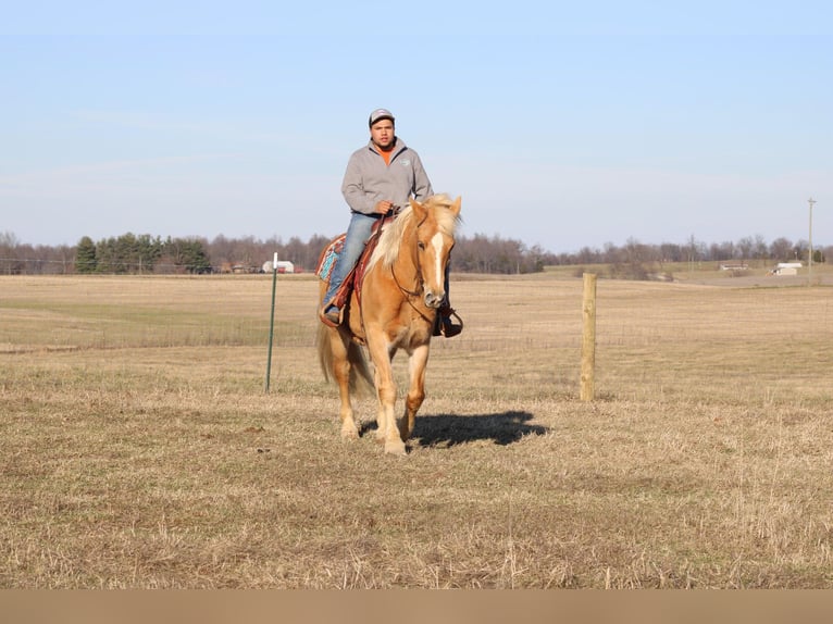 American Quarter Horse Mare 12 years Palomino in Sonora, KY