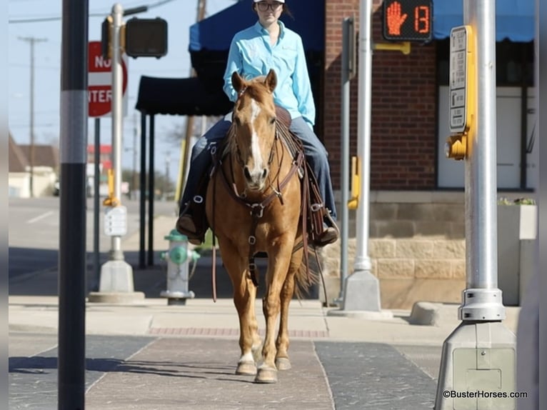 American Quarter Horse Mare 12 years Palomino in Weatherford TX