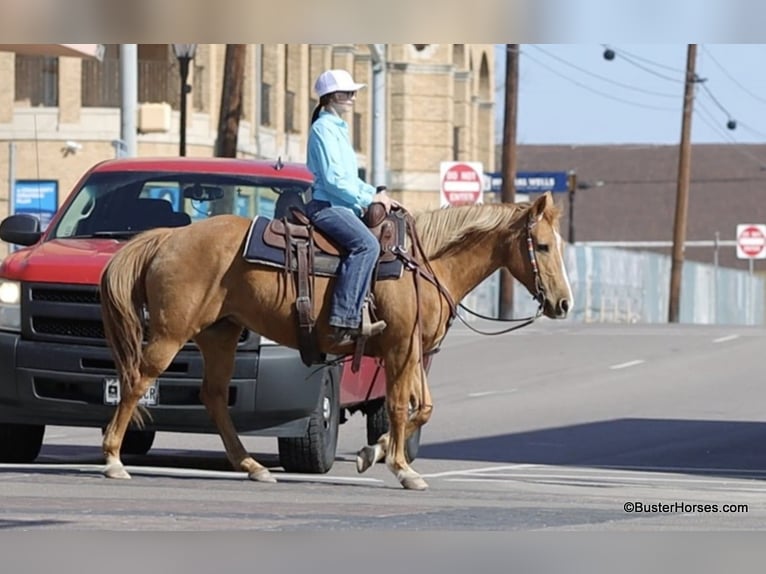 American Quarter Horse Mare 12 years Palomino in Weatherford TX