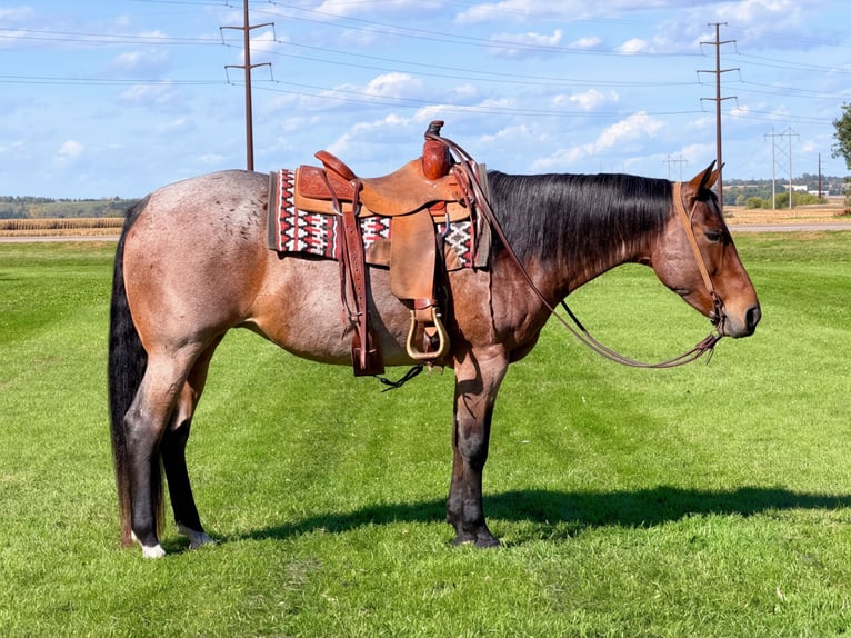 American Quarter Horse Mare 12 years Roan-Bay in Cannon Falls