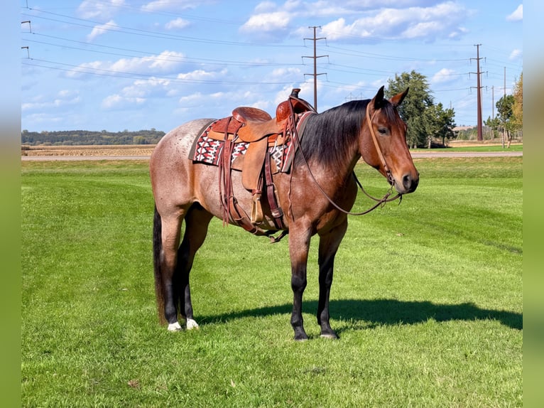 American Quarter Horse Mare 12 years Roan-Bay in Cannon Falls