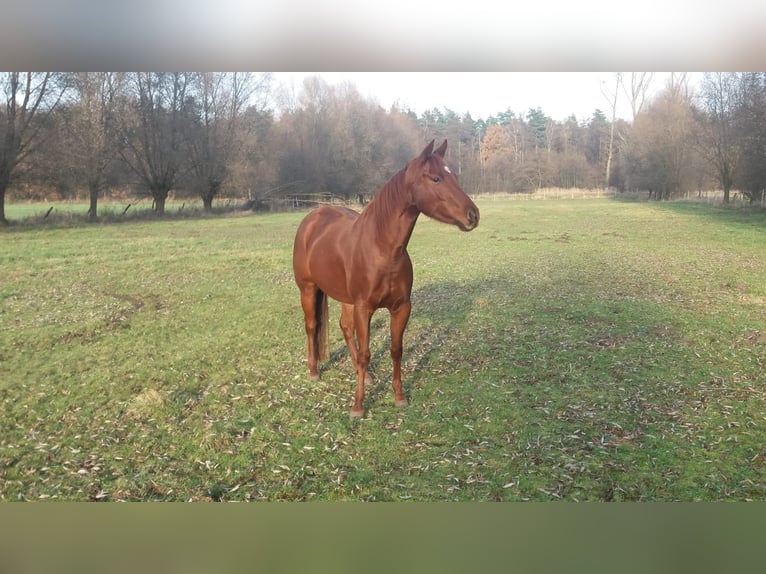 American Quarter Horse Mare 12 years Sorrel in Bahrdorf
