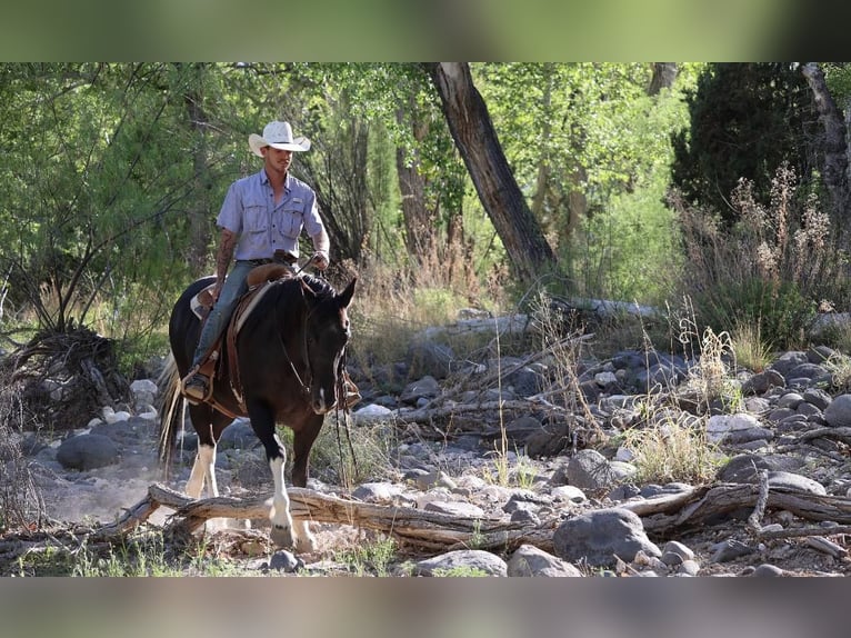 American Quarter Horse Mare 12 years Tobiano-all-colors in Camp Verde AZ