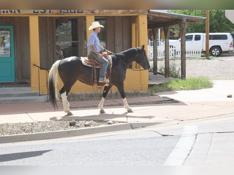 American Quarter Horse Mare 12 years Tobiano-all-colors in Camp Verde AZ