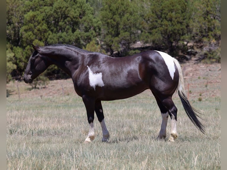American Quarter Horse Mare 12 years Tobiano-all-colors in Camp Verde AZ